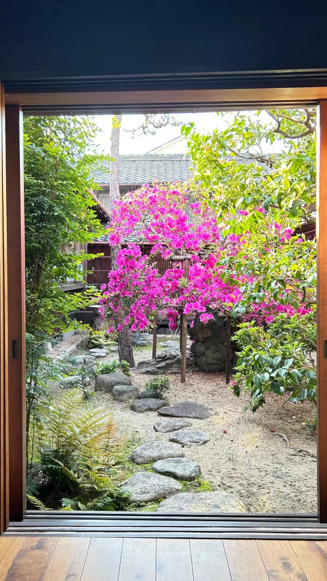 .
ツツジ満開です

#伝七邸#denshichitei#伊藤伝七#登録有形文化財#日本庭園#三重観光#四日市観光#躑躅#visityokkaichi#yokkaichi